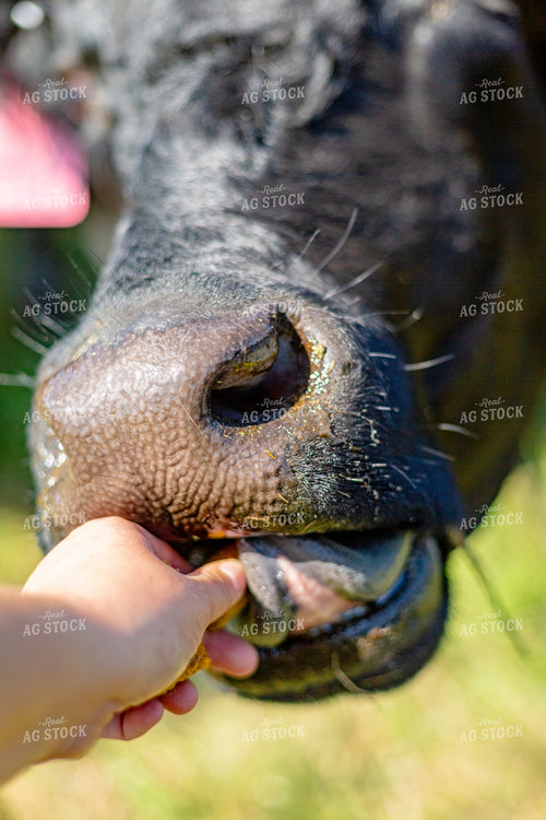 Handfeeding Cattle Pellets 155296