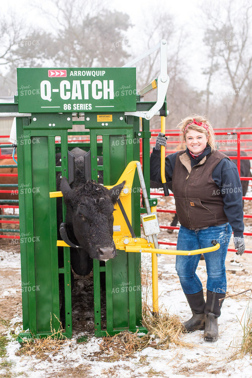 Cow in Squeeze Chute with Farmer 74062