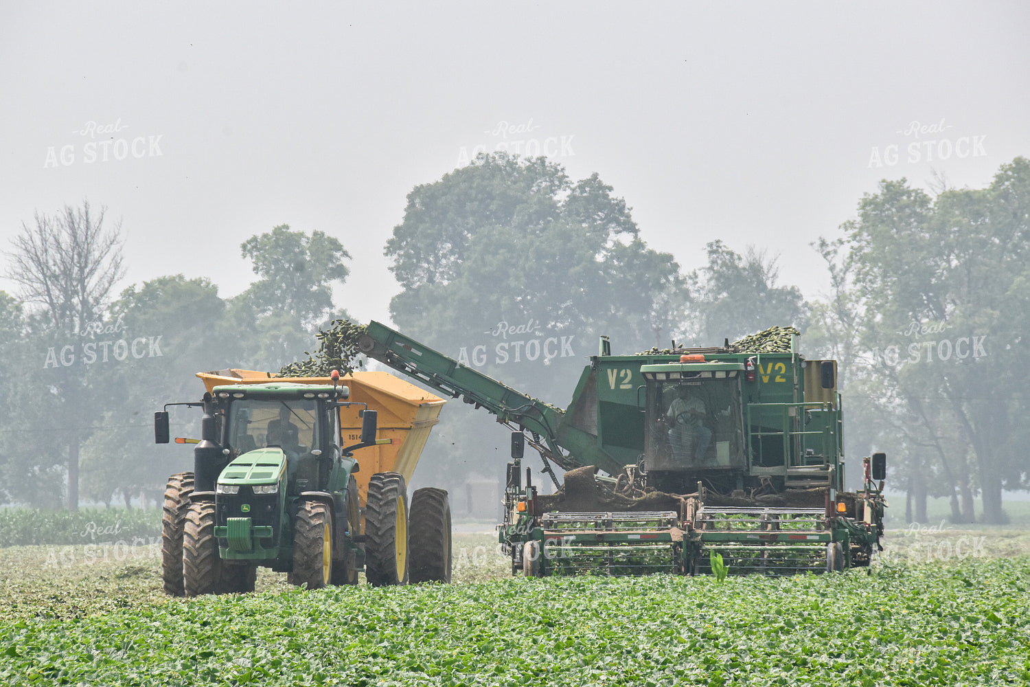 Cucumber Harvest 84159
