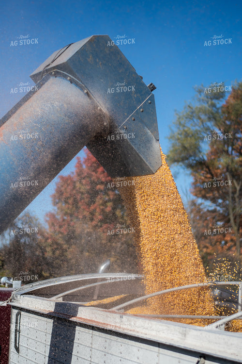 Unloading Harvested Corn 50508
