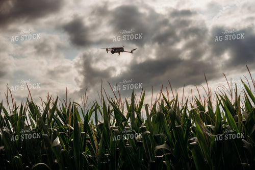 Scouting Fields With Drone 196349