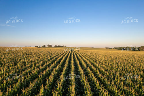 Rows of Corn 92022