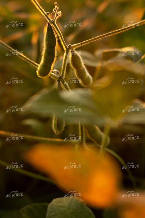 Soybeans - Mid-Season 2390