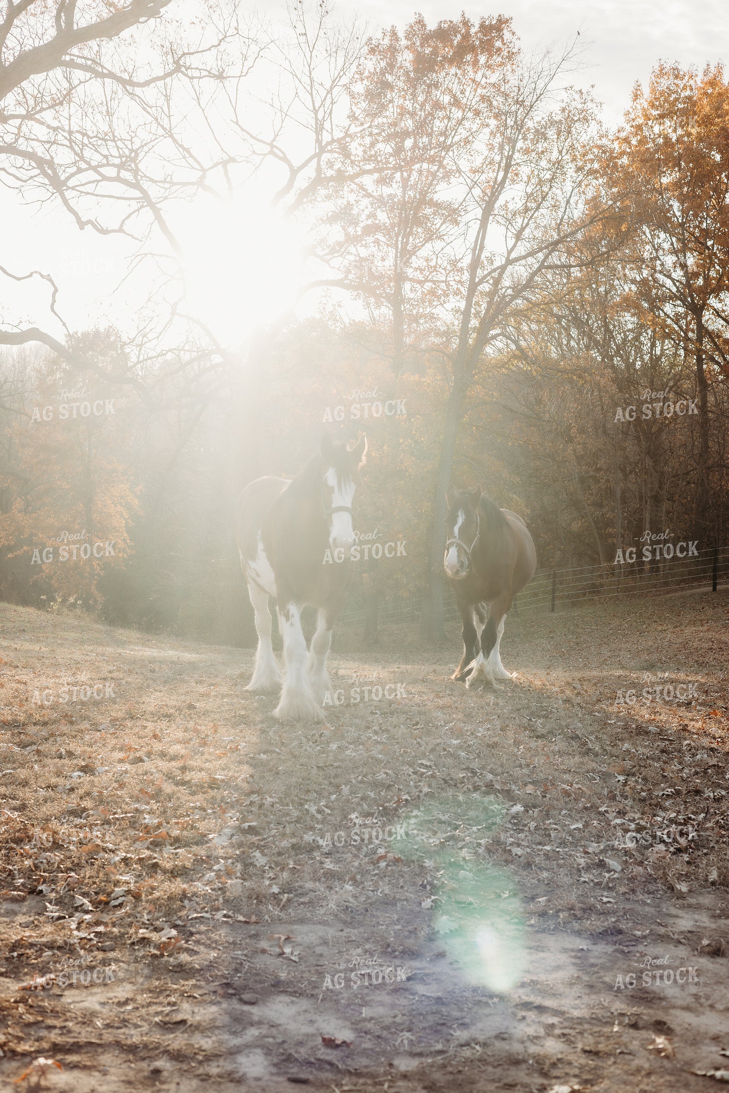 Clydesdale Horses 281062