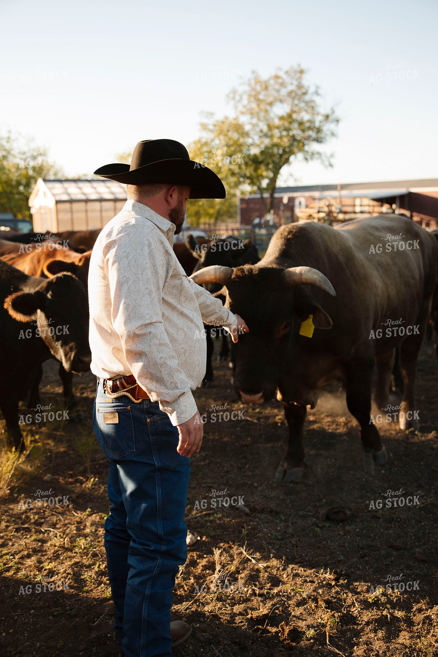 Rancher Checking Cattle 205161