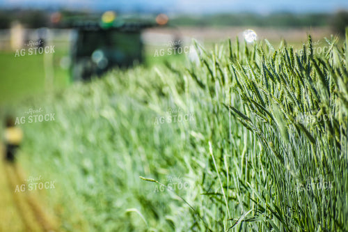 Wheat Hay Harvest 56134