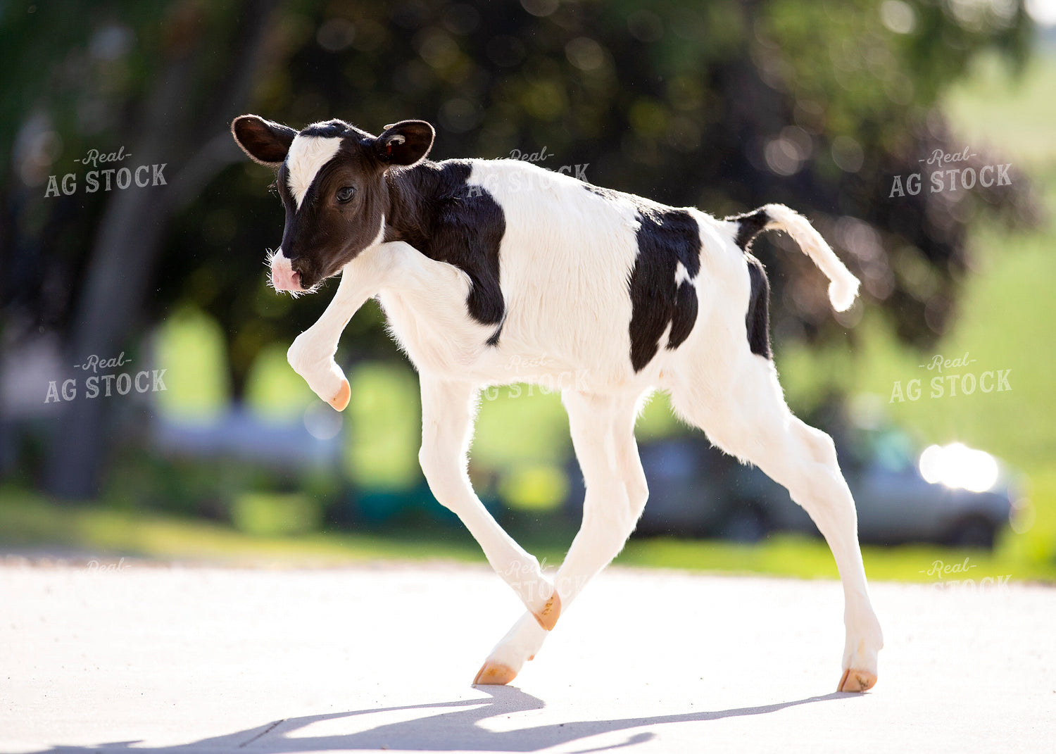 Holstein Dairy Calf 55076