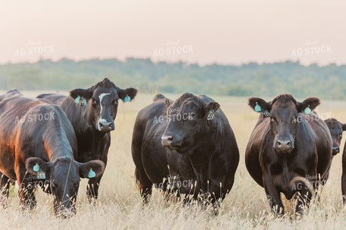 Bull with Cows in Pasture 131040
