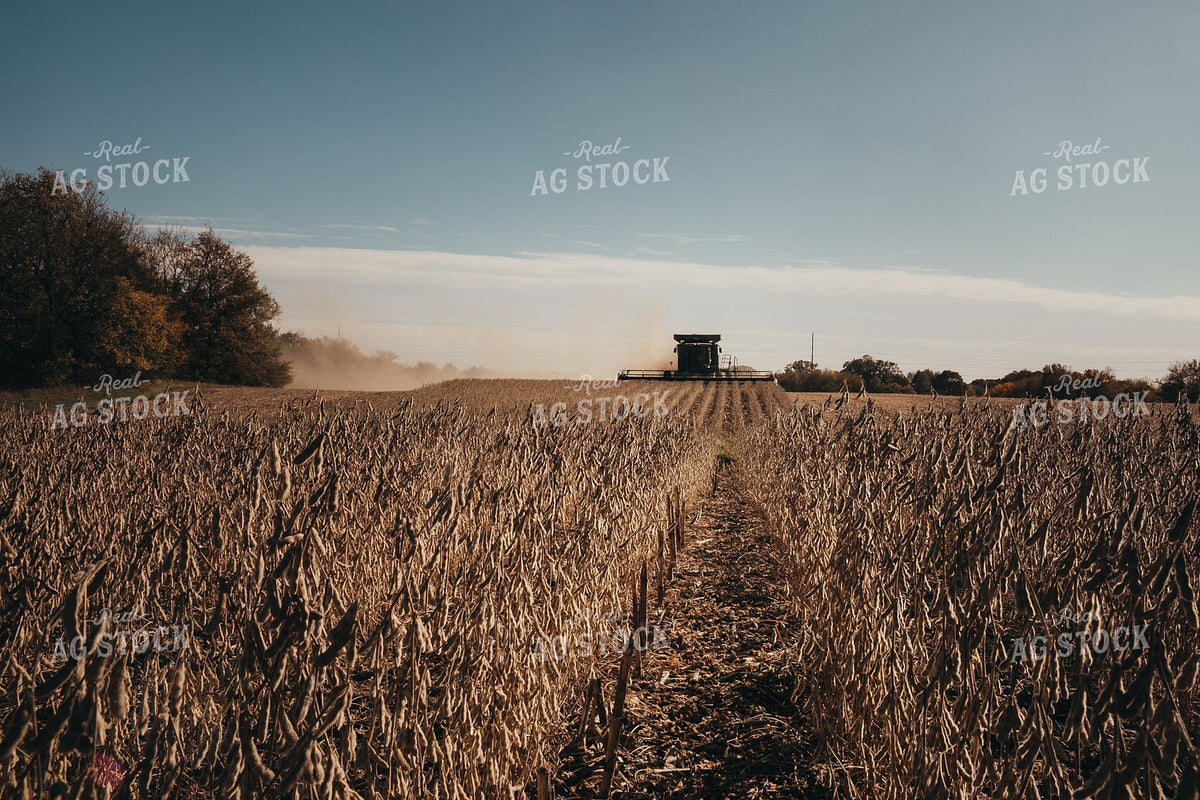 Combine Harvesting Dried Soybeans in Field 400022