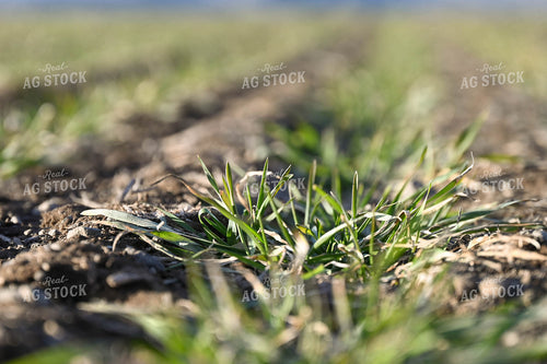 Winter Grazing Cover Crop 253030