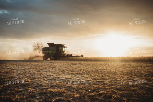 Combine Cutting Soybeans at Sunset 3452