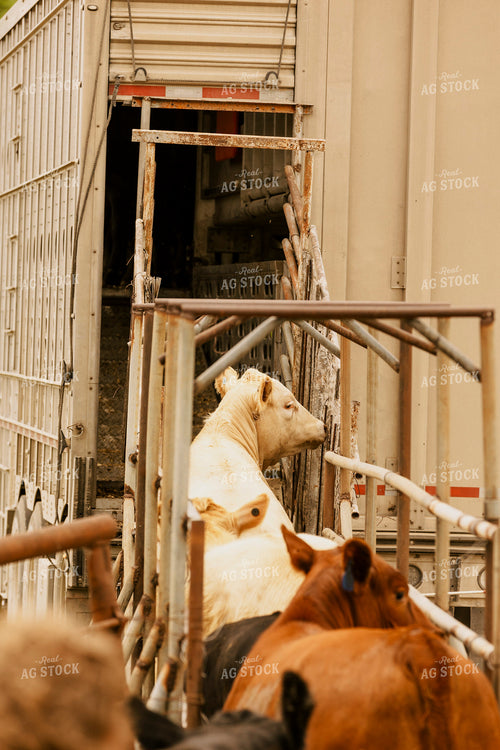 Loading Cattle 207023