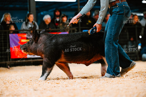 Showing a Pig 125011