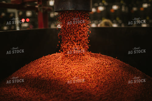Treated Soybeans Exiting Seed Treater 5353