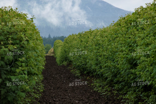 Raspberry Bushes 261095