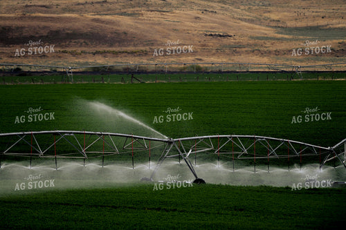 Pivot Irrigation System in Wheat Field 129032