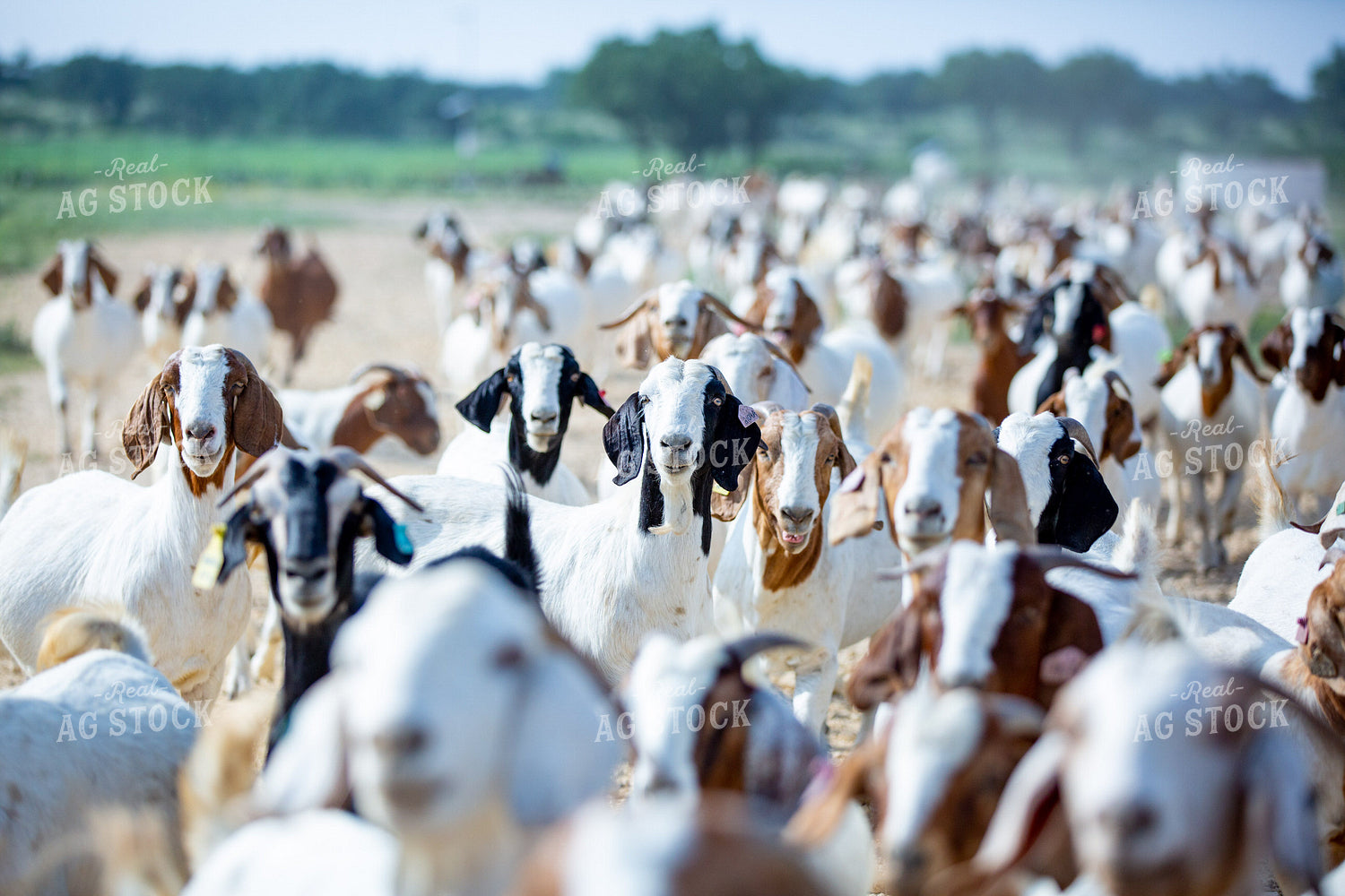 Herd of Boer Goats 134048