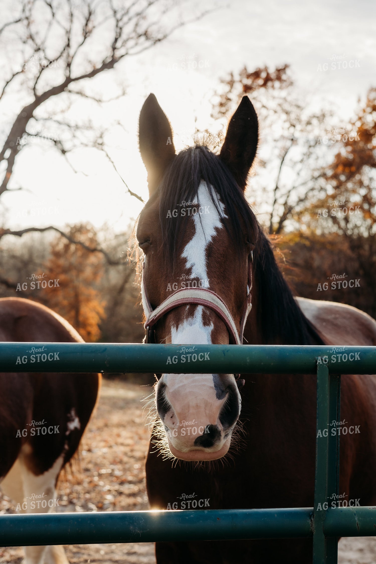 Clydesdale Horses 281063