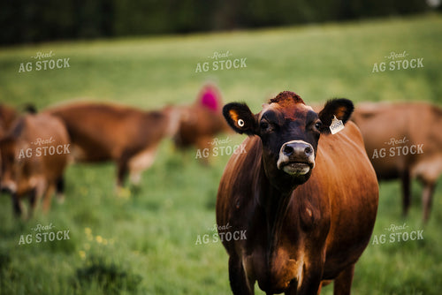 Brown Swiss Cattle 195032