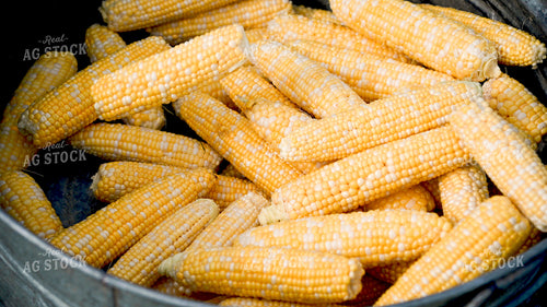 Sweet Corn 25265