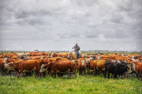 Rancher Herding Cattle on Horseback 210023