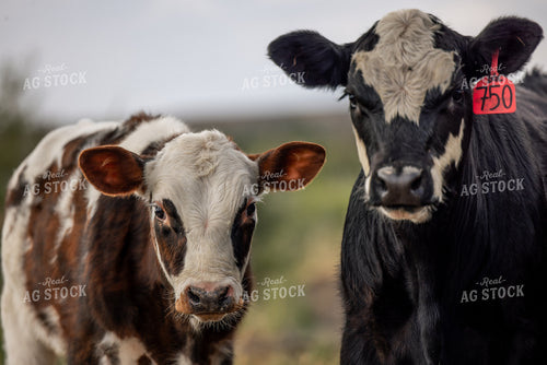 Cattle on Pasture 304032
