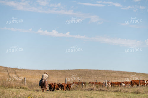 Herding Cattle 212015