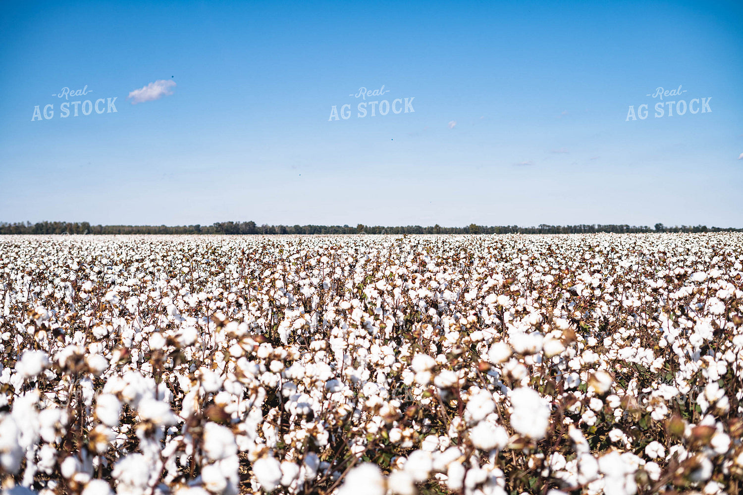 Field of Cotton 91019