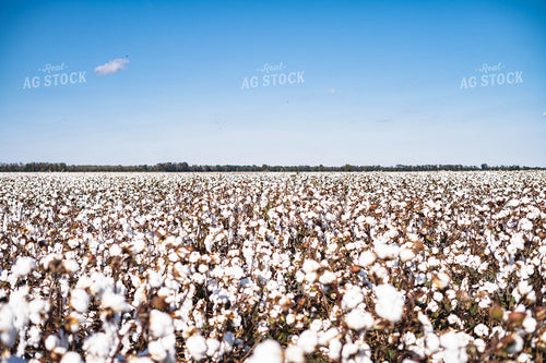 Field of Cotton 91019
