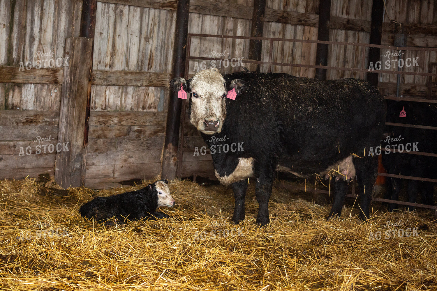 Newborn Calf and Cow 155461