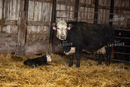 Newborn Calf and Cow 155461