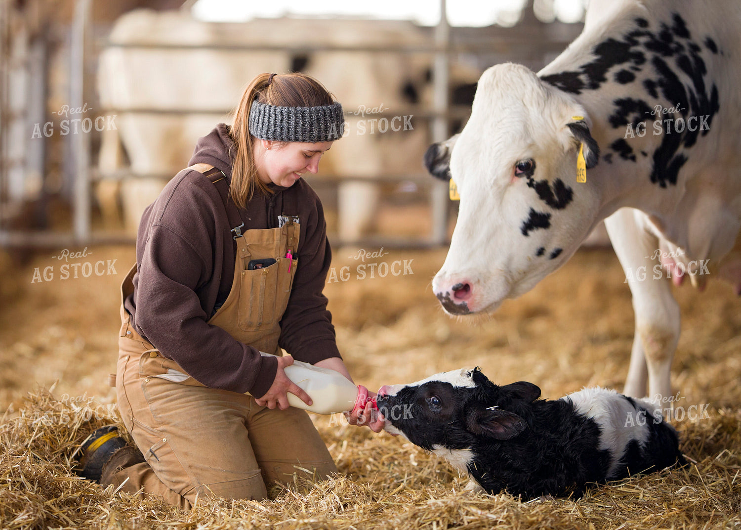 Bottle Feeding Holstein Calf 55387