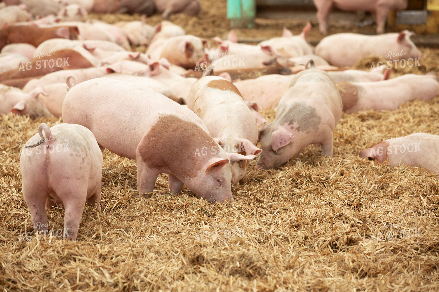 Indoor Pigs 270537
