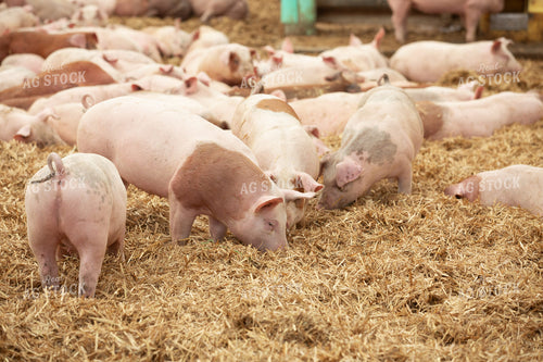 Indoor Pigs 270537