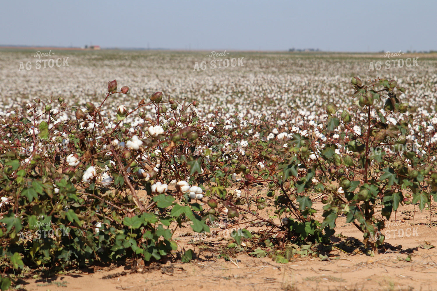 Cotton Field 102213