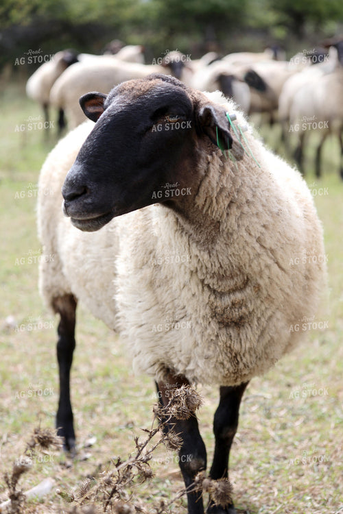Sheep 141813