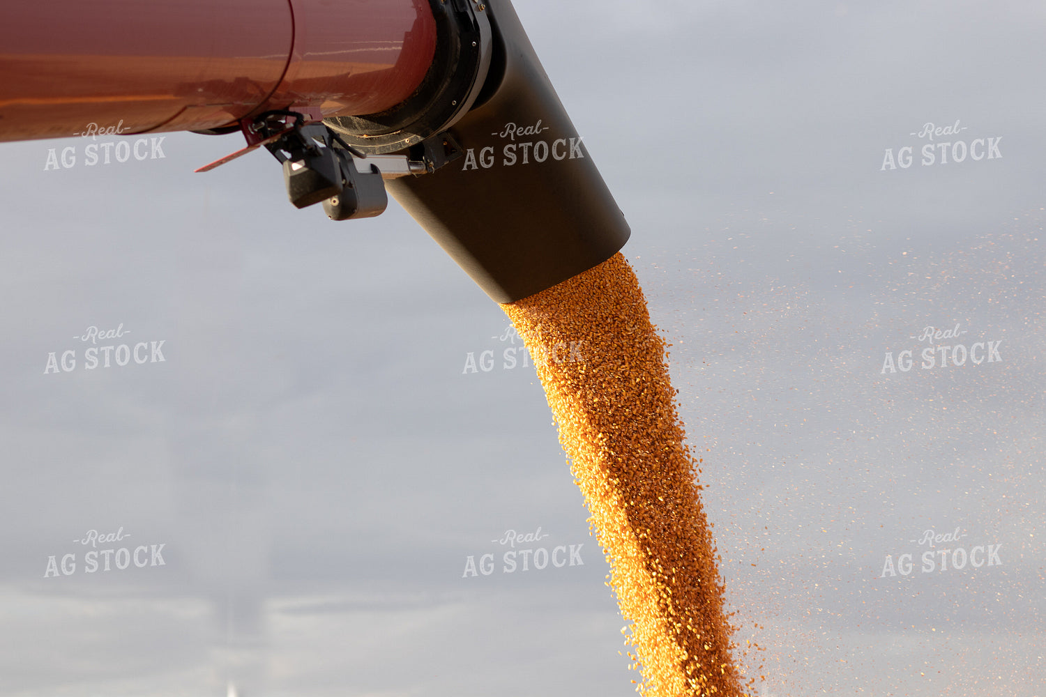 Augering Corn out of Combine 67161