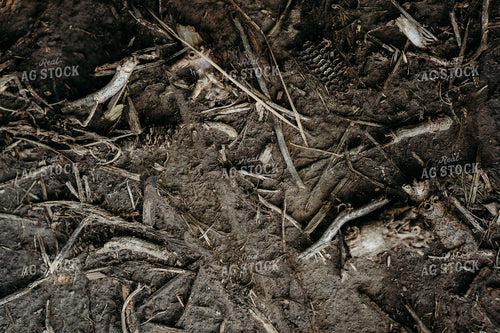 No-Till Field Between Rows 196320