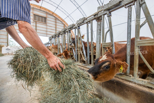 Farmer Feeding Forage 270453