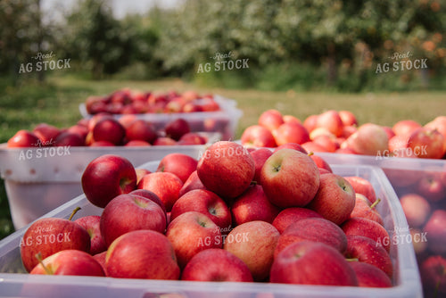 Gala Apples 137078