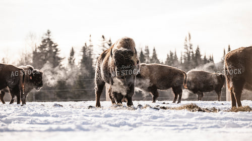 American Bison 195015