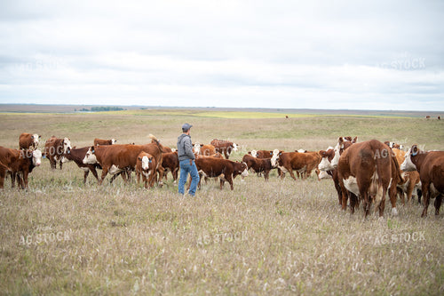 Checking Cattle 212007