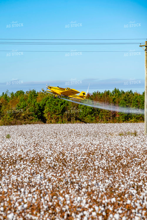 Crop Duster Spraying Cotton Field 136262