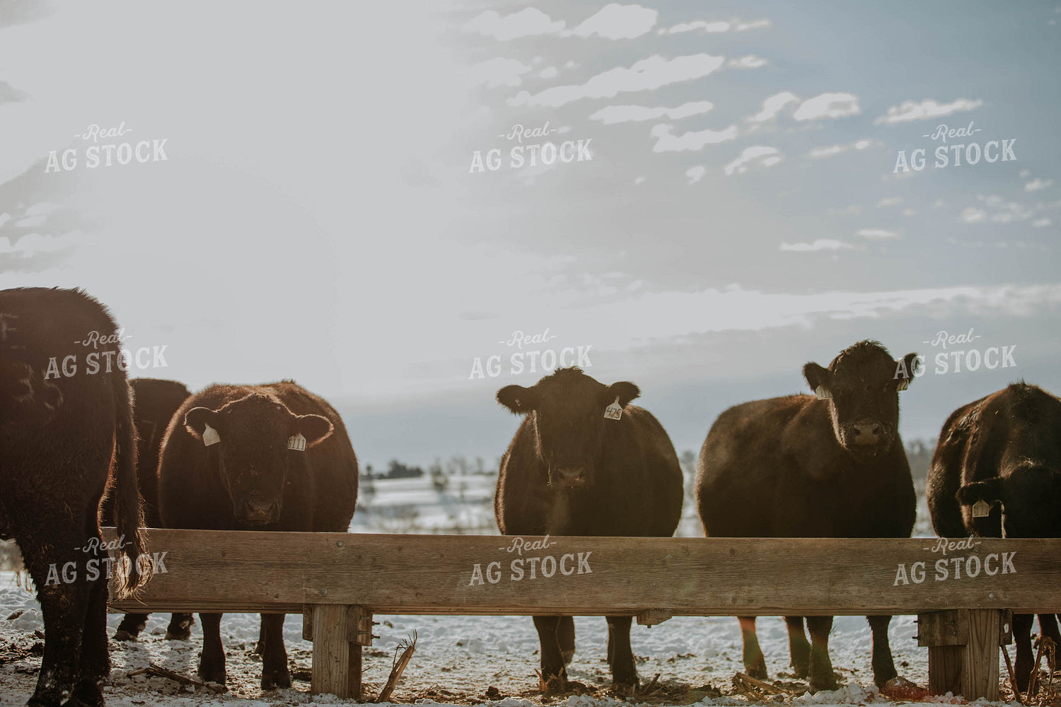 Angus Cows in Front of Trough 77036