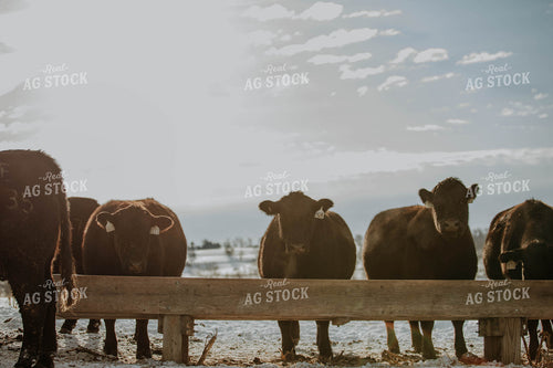 Angus Cows in Front of Trough 77036