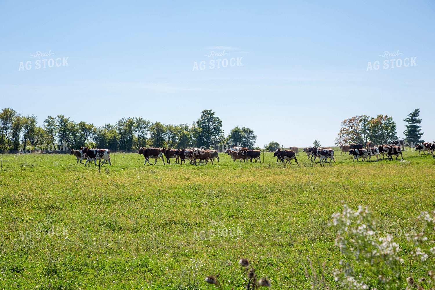 Cattle on Pasture 161030