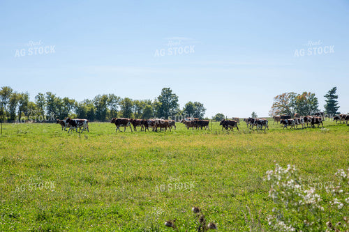 Cattle on Pasture 161030
