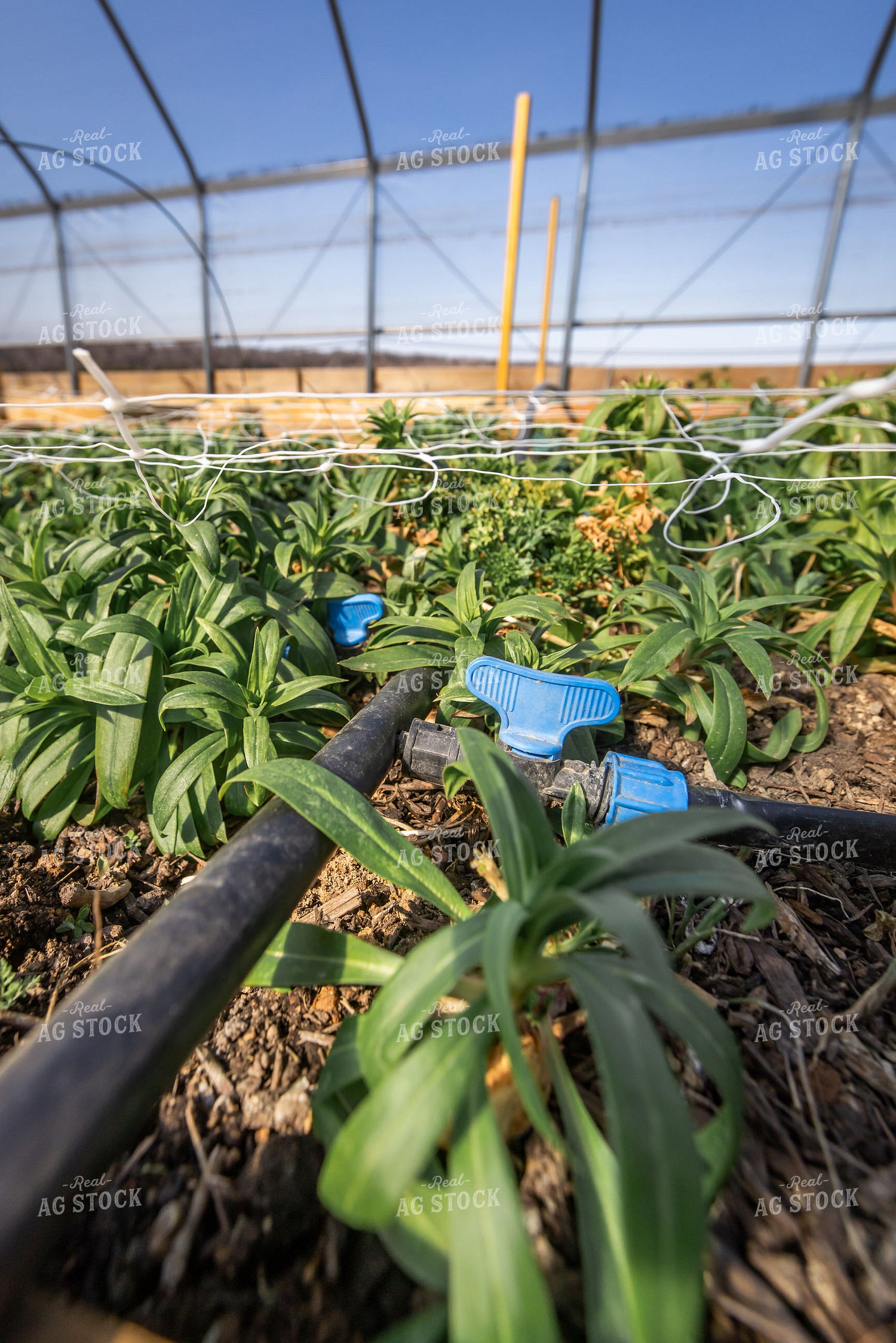 Irrigated Garden Bed 270437