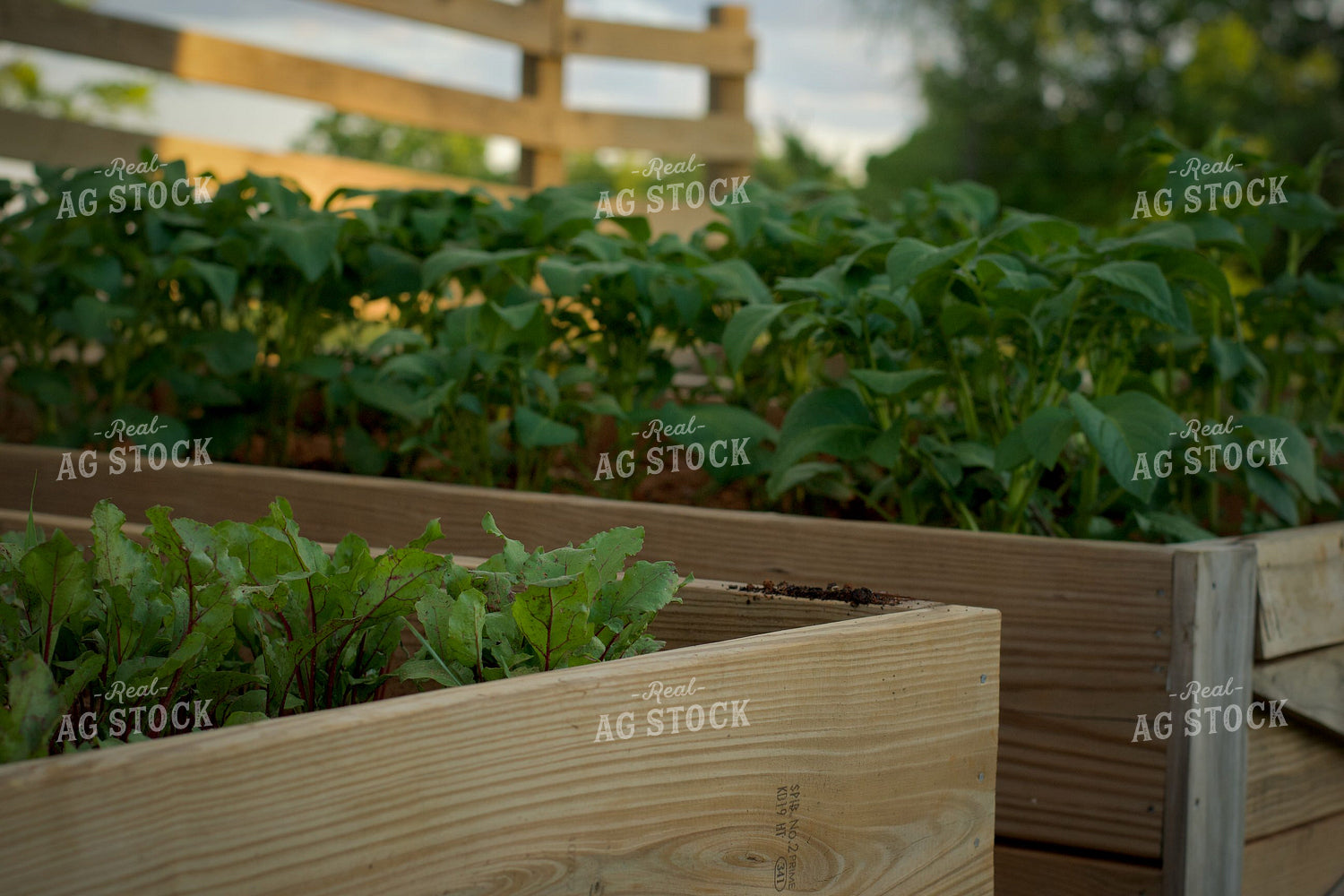 Garden Vegetables 251138