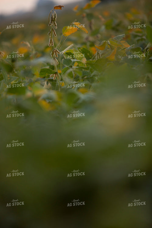 Soybeans - Mid-Season 1456